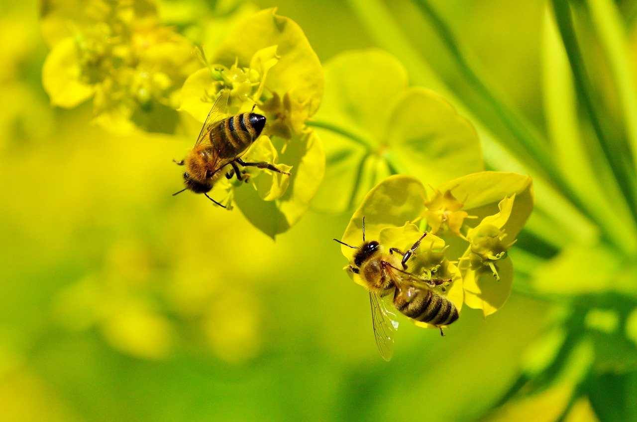 soin visage pollen abeille missha